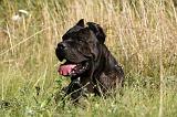 CANE CORSO 904